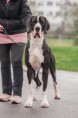 /album/fotogalerie4/sherlock-catley-ranch-2020-03-jpg/